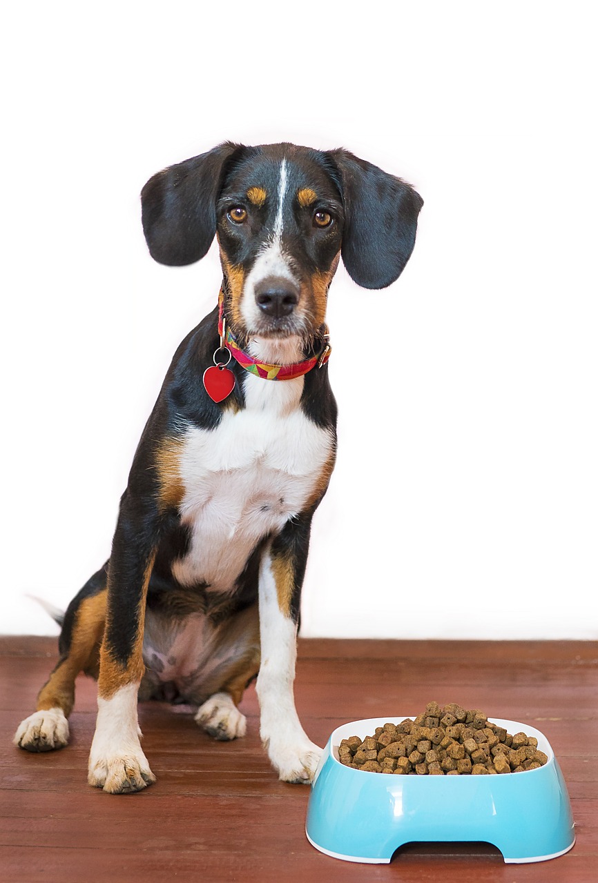 Pet food delivery business owner